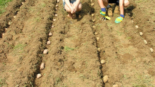 Digging into Success: The Art of Potato Planting