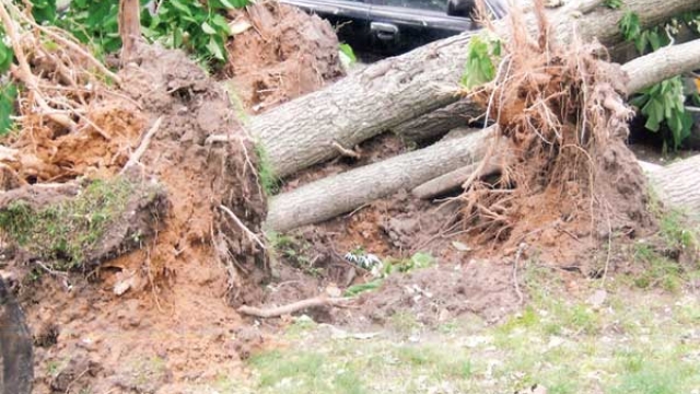 From Overgrown Jungle to Pruned Paradise: Unveiling the Art of Tree Removal and Trimming