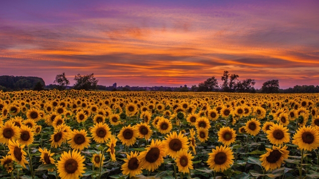 Garden Battles: Conquering Cabbage Worms and Harvesting Sunflowers