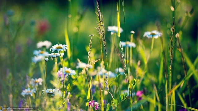 Blooming in Harmony: The Perfect Calendula Companion Plants