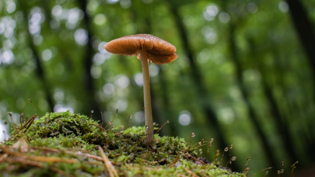 Mushroom Mastery: Cultivating Fungi in Your Own Backyard