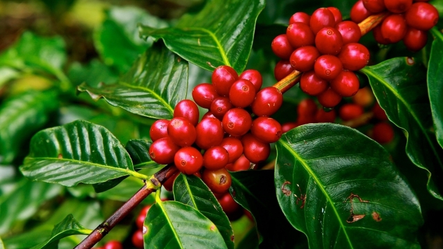 Brewing Excellence: The Art of Organic Coffee Beans