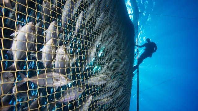 Revolutionizing the Deep: The Future of Aquaculture Technology