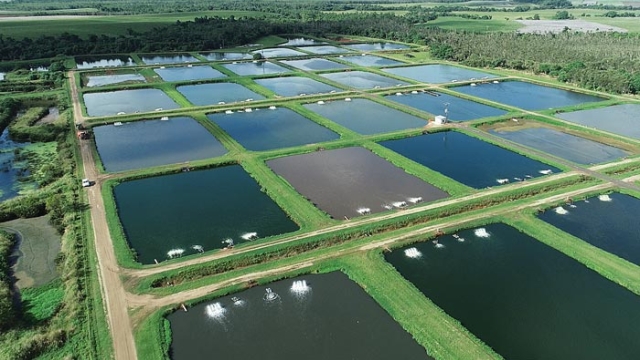 Revolutionizing the Seas: The Future of Aquaculture Technology