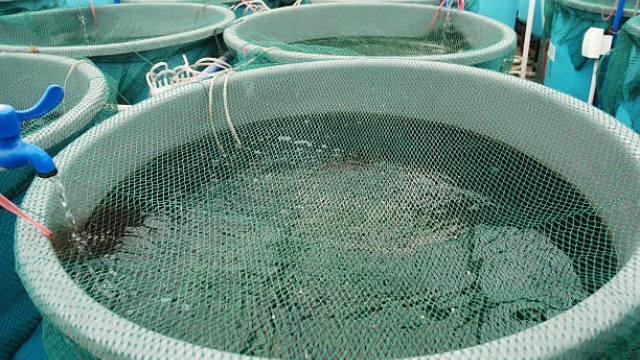 Revolutionizing the Waters: The Future of Aquaculture Technology