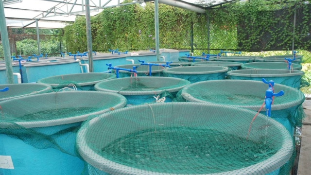 Revolutionizing the Waters: The Future of Aquaculture Technology